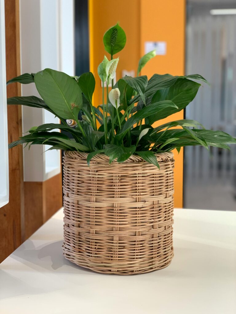 pexels-lim-kanika-Peace Lily Plant