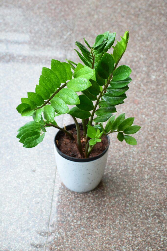 pexels-mrlokeshtiwari-ZZ Plant in Pot