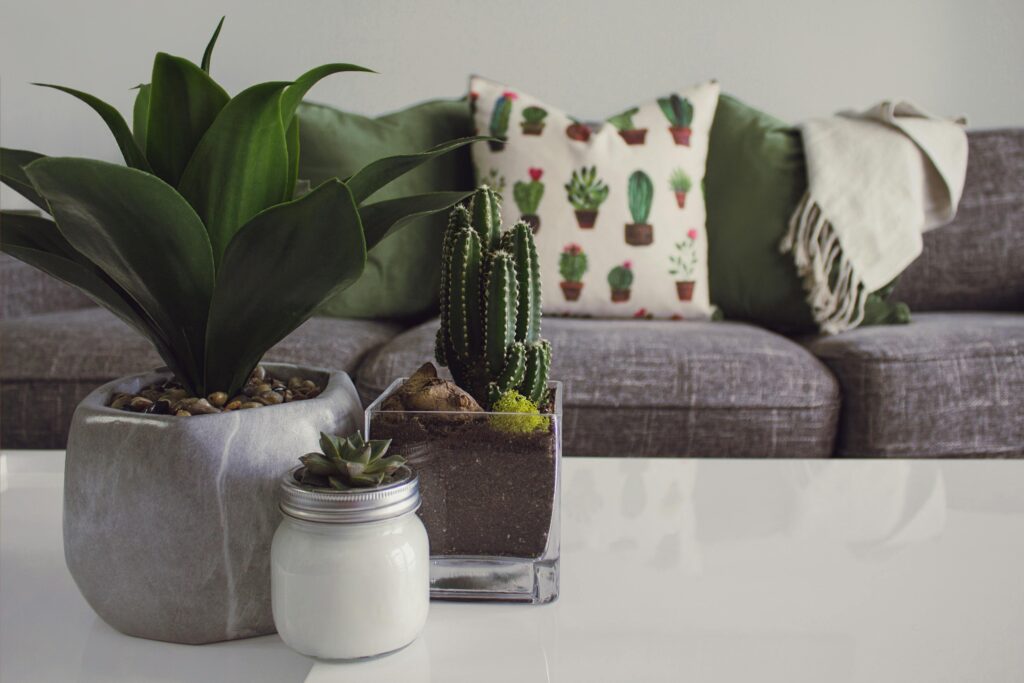 pexels-photo-1005058-1005058 Modern living room featuring potted plants, cactus decor, and a cozy sofa.