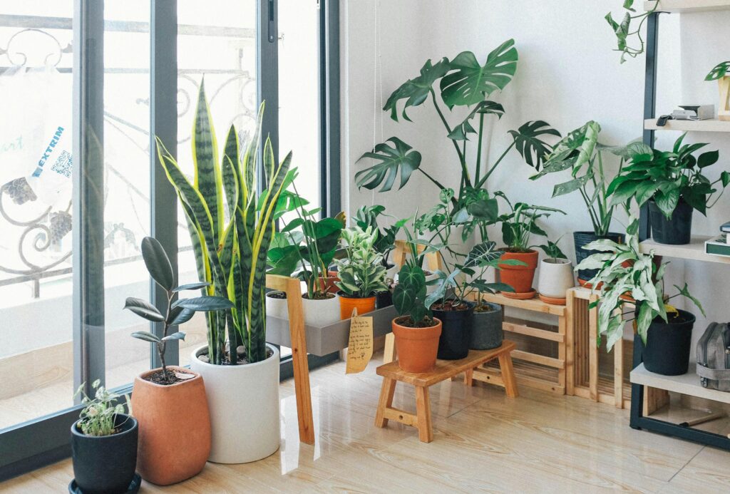 pexels-photo-3076899-3076899 A vibrant collection of indoor plants in a cozy and modern room.