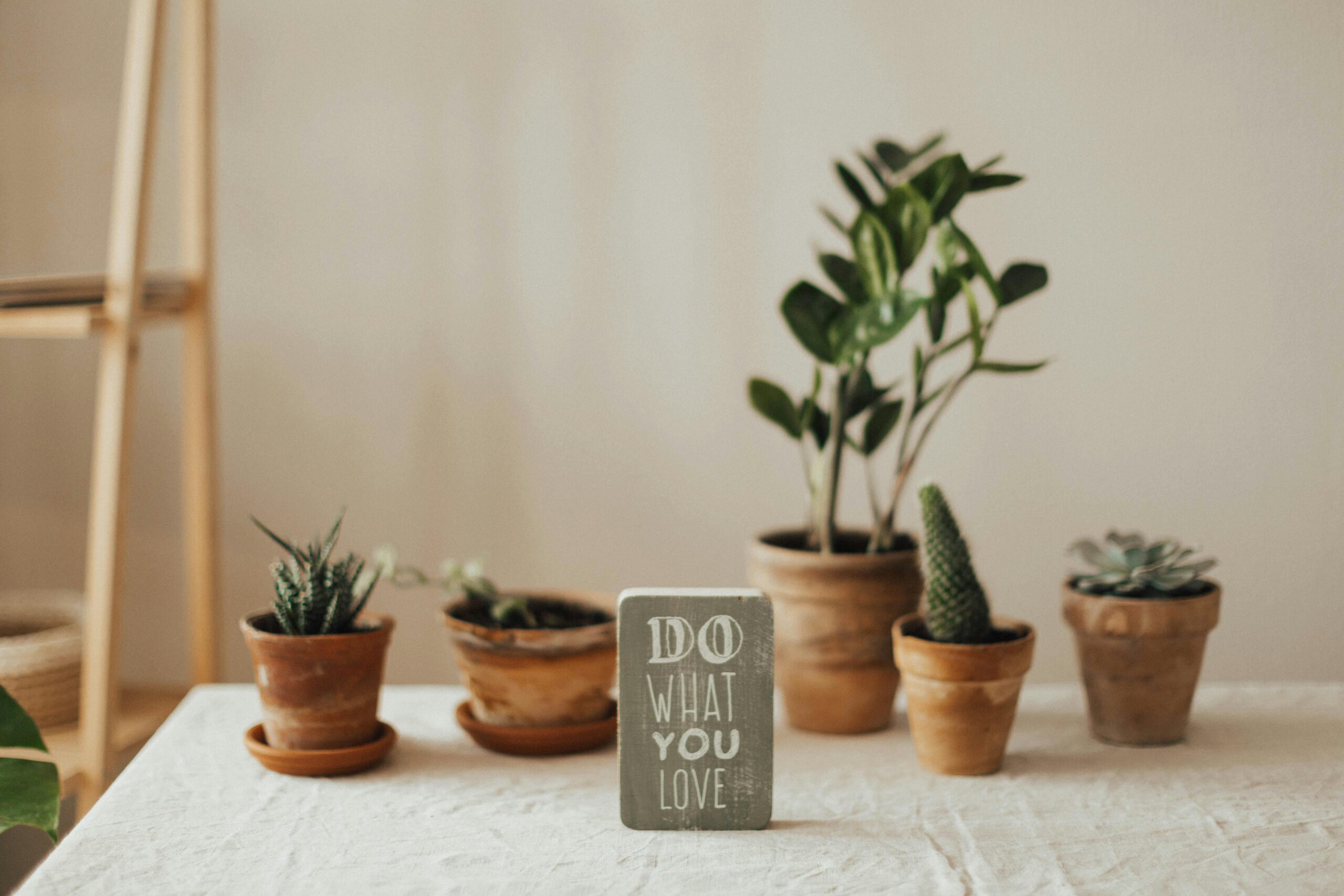 pexels-photo-3094211-3094211 Aesthetic indoor setting with potted plants and motivational sign. Perfect for nature-inspired interiors.