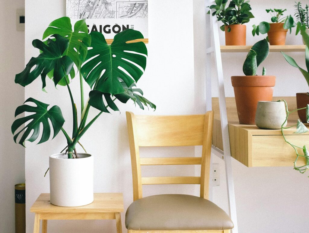 pexels-photo-3153521-3153521 Stylish interior with monstera plant, wooden chair, and potted plants enhancing the decor.