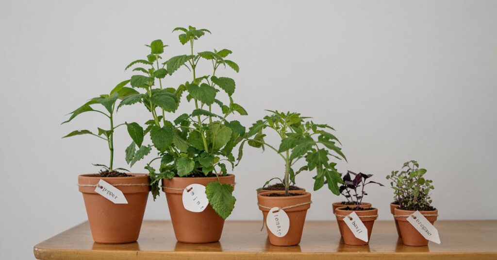pexels-photo-4503273-4503273 Five potted herbs including oregano and basil on a wooden table indoors.