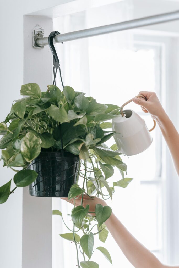pexels-teona-swift-Pothos Plant Trailing