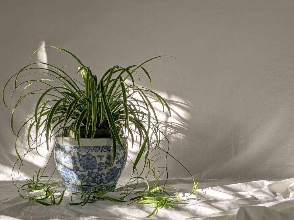 susan-wilkinson-Mfpygdu4A0E-unsplash Spider Plant Hanging
